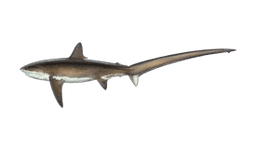Thresher Shark