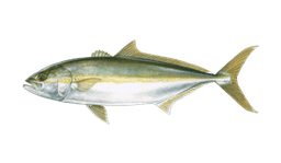 Yellowtail Amberjack
