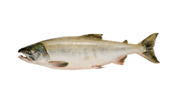 Chum Salmon