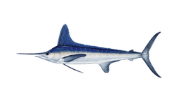 White Marlin