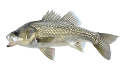 Australian Bass
