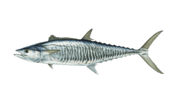 Narrow-barred Spanish Mackerel