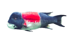 California Sheephead