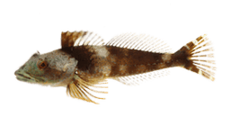 Sculpin