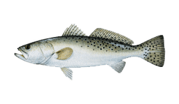 Speckled Trout