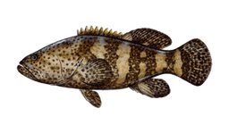 Goliath Grouper