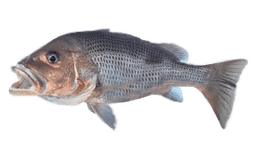 Fingermark Bream