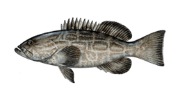 Black Grouper