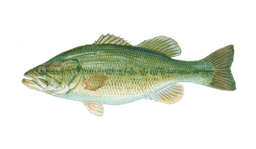 Largemouth Bass