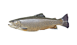 Brook Trout