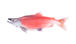 Sockeye Salmon