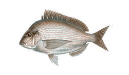 Scup (Porgy)