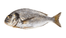 Gilt-head (Seabream)