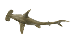 Hammerhead Shark