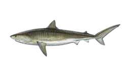 Tiger Shark