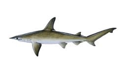 Bonnethead Shark