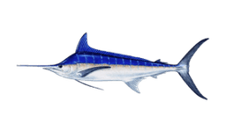 Blue Marlin
