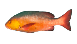 Bohar Snapper
