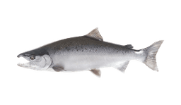 Coho Salmon