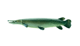 Alligator Gar
