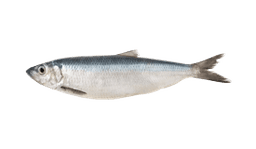 Herring