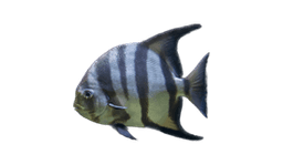Spadefish