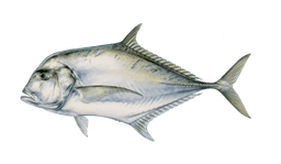African Pompano Jack