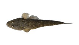 Flathead