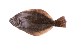 Flounder