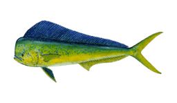 Dolphin (Mahi Mahi)