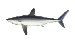 Porbeagle Shark