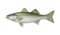Striped Bass