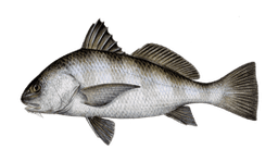 Black Drum