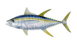 Yellowfin Tuna