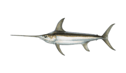 Swordfish