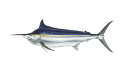 Black Marlin