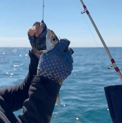 Caught fish on the shared boat