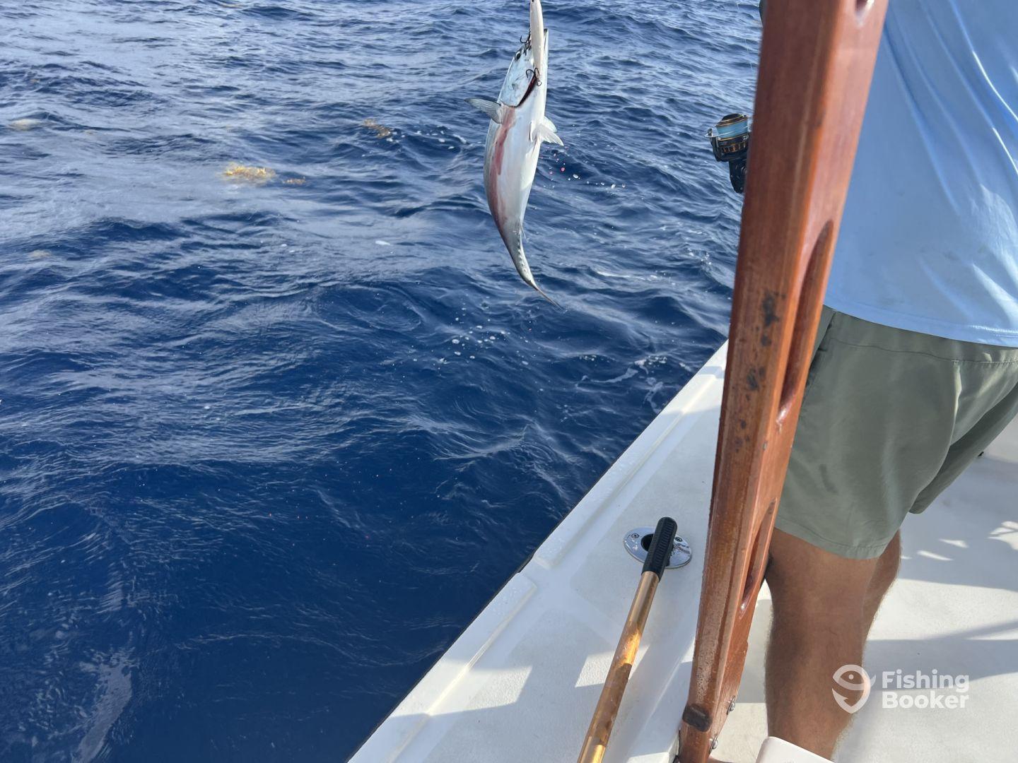 Half day off shore charter