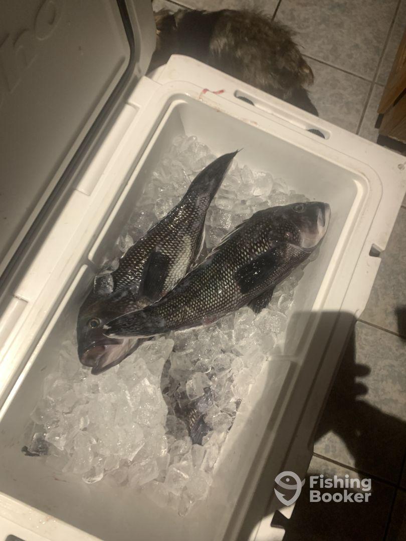 Captain was top notch