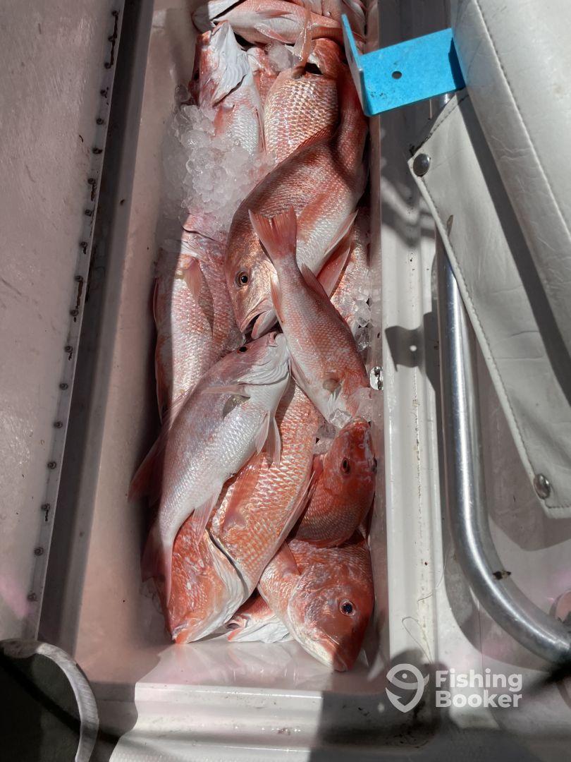 If you want to catch fish Josh is your guy.