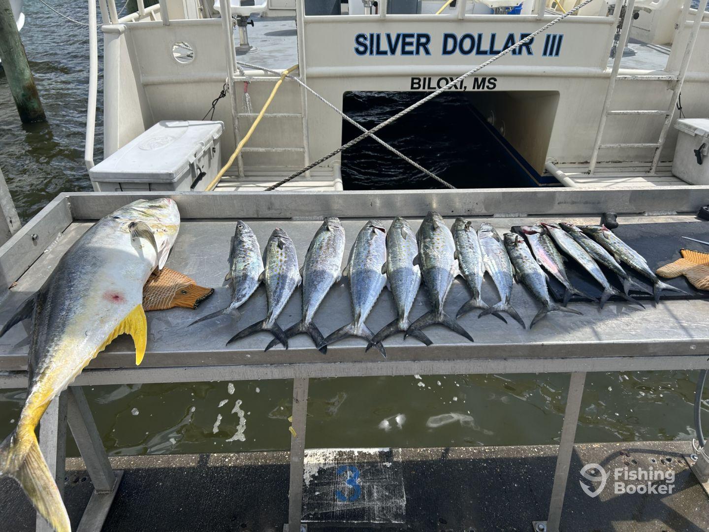 A variety of fish including Mahi Mahi and Spanish Mackerel displayed on a cleaning table at a Biloxi fishing dock, showcasing a successful day of fishing.