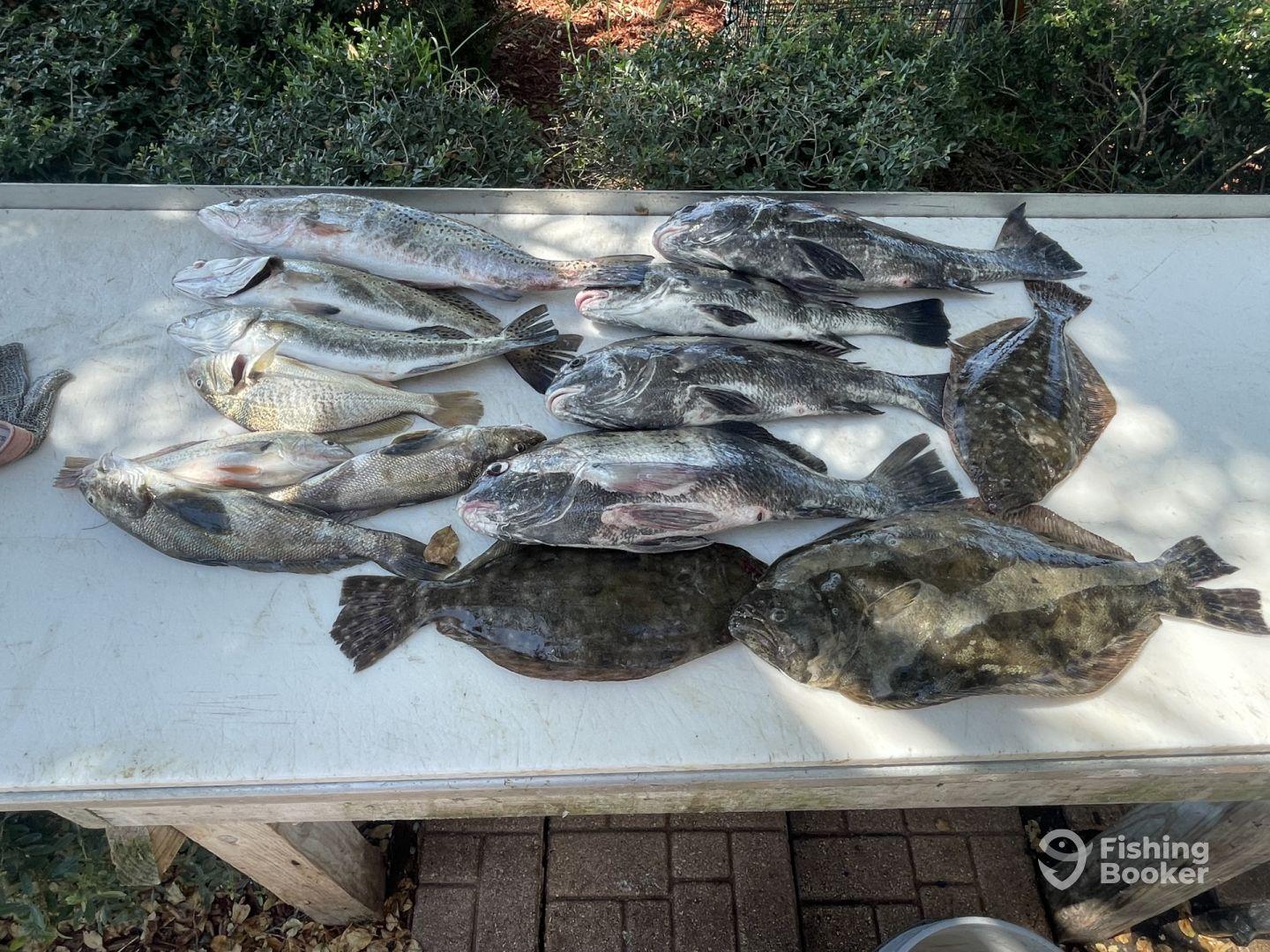 A variety of fish including flounder and black drum laid out on a cleaning table after a successful fishing trip.