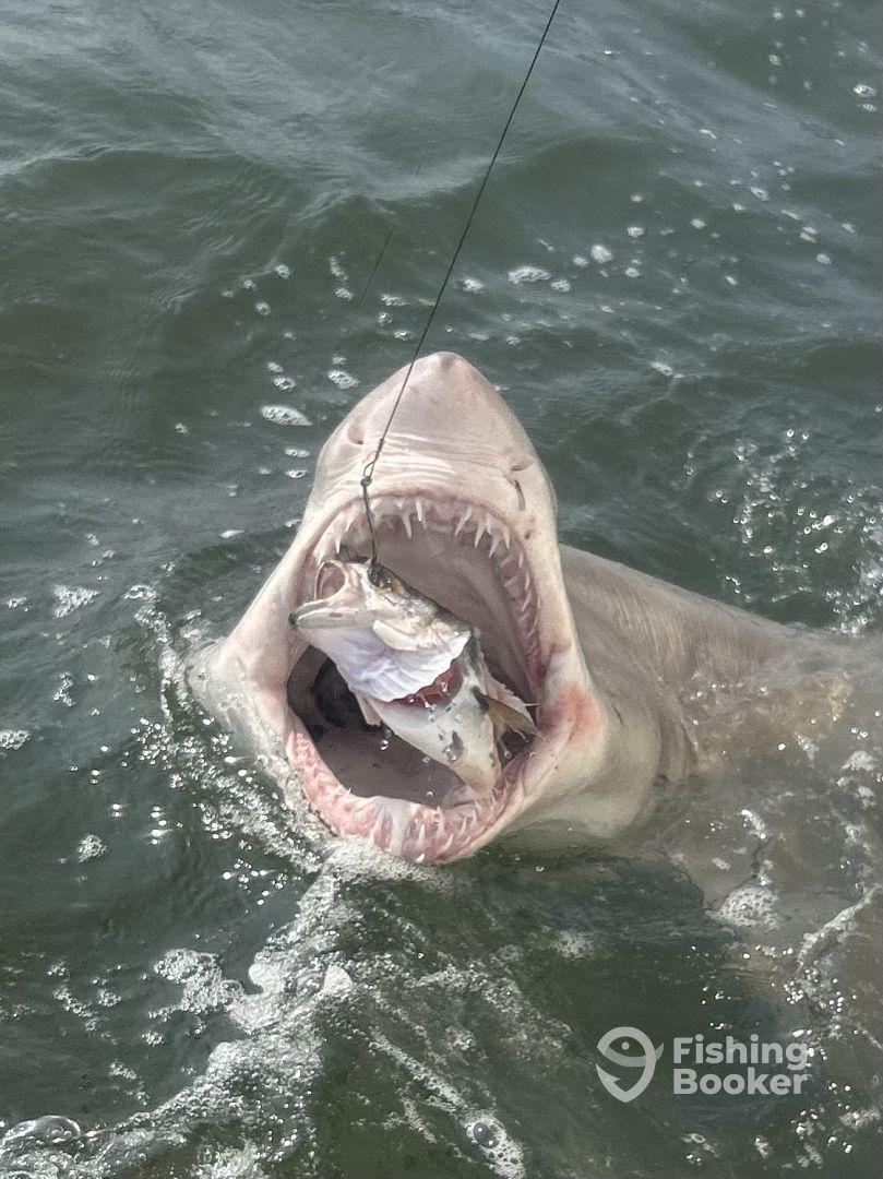 Didn’t see dolphins ;) - but caught some sharks!!