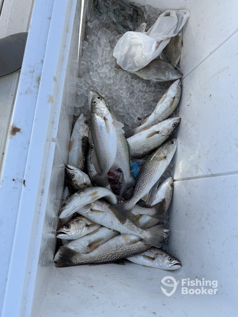 Nailed the Sand Trout!