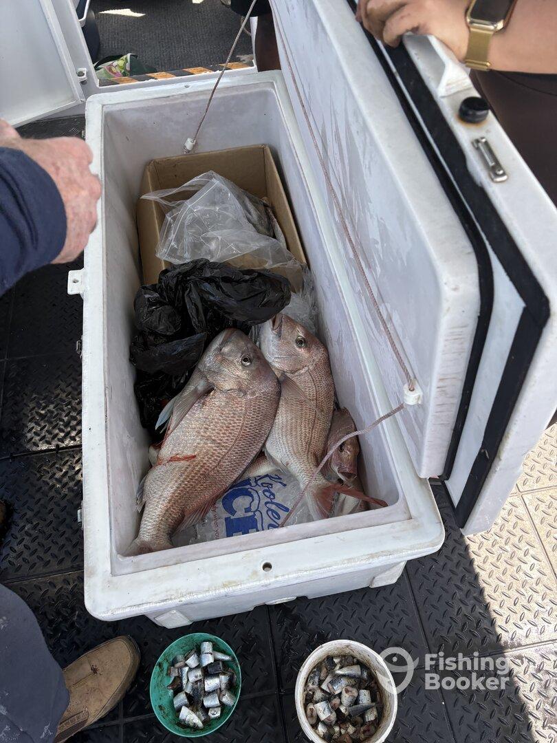 A cooler filled with freshly caught Snapper, alongside bait containers, on a fishing charter.