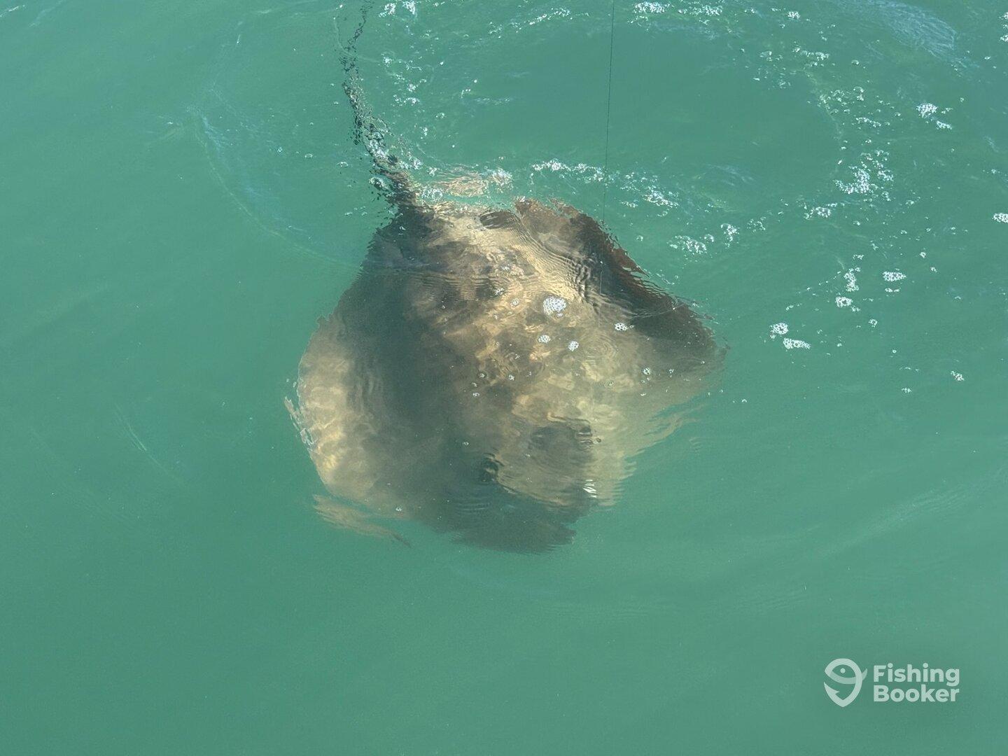 A large stingray is seen swimming near the surface, showcasing the excitement of fishing in clear waters.