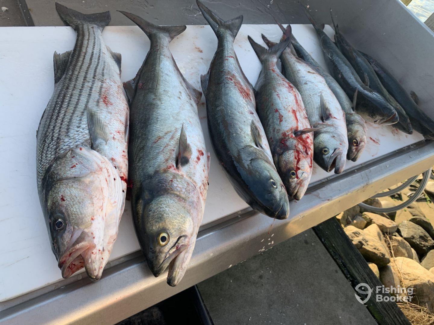 Full Day Trip in Montauk