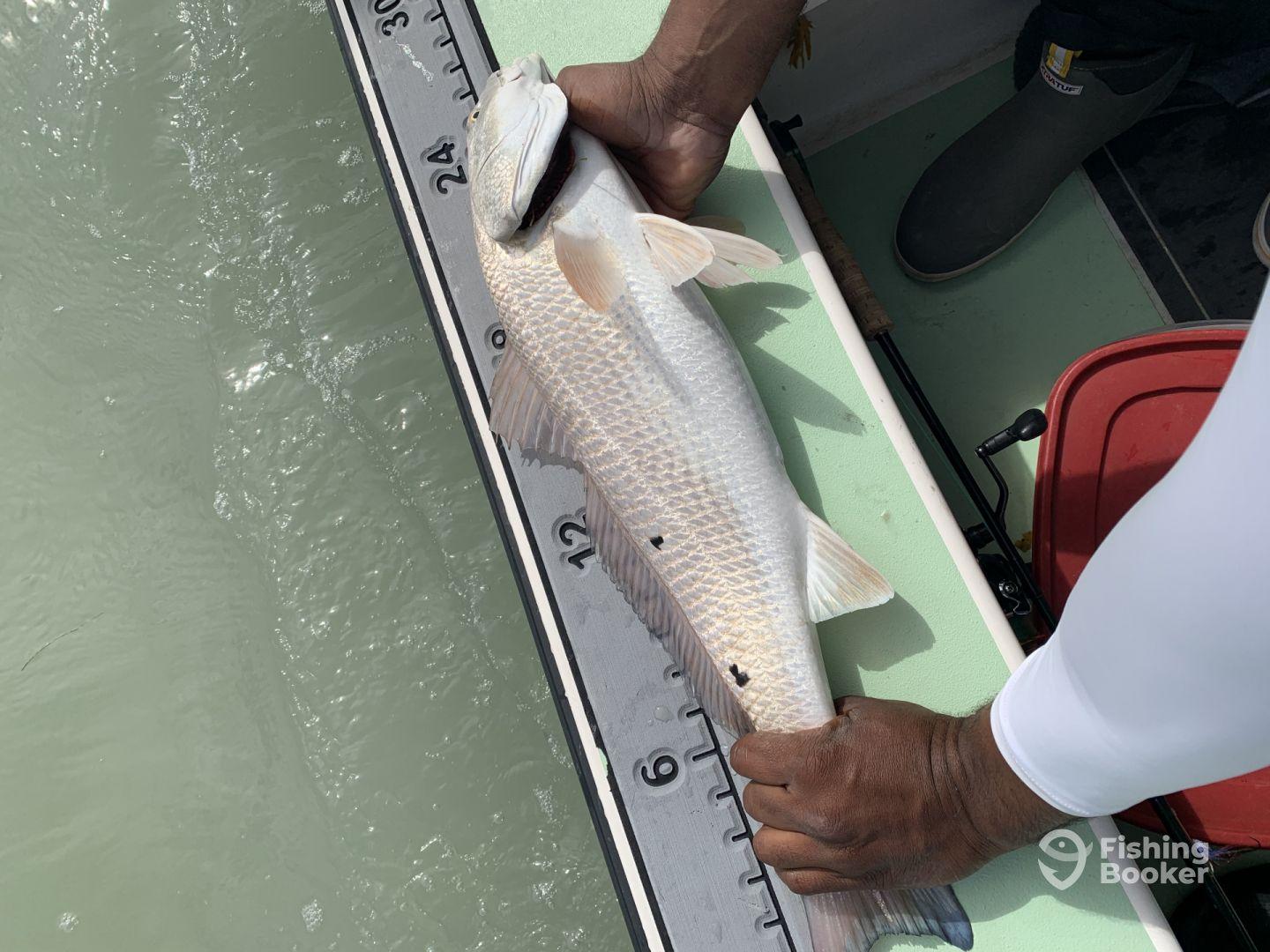 Half day fly and spin rod sight fishing