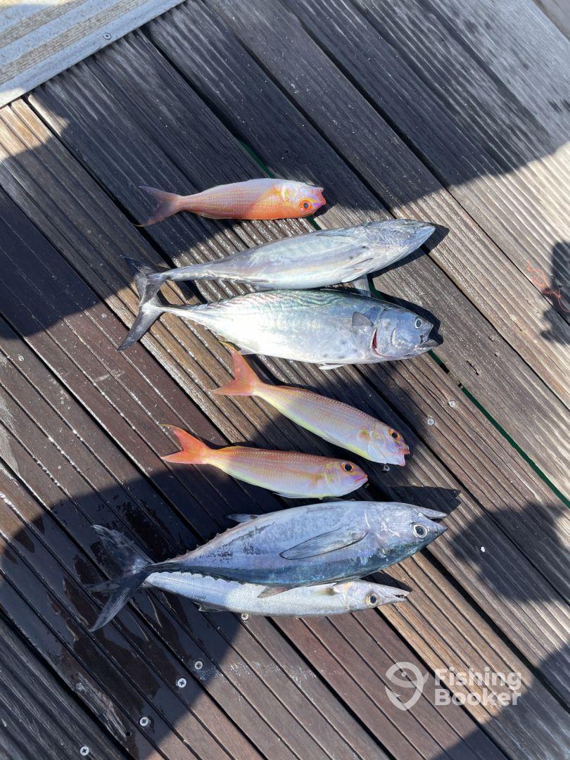 Half Day Trip with Captain Ammar