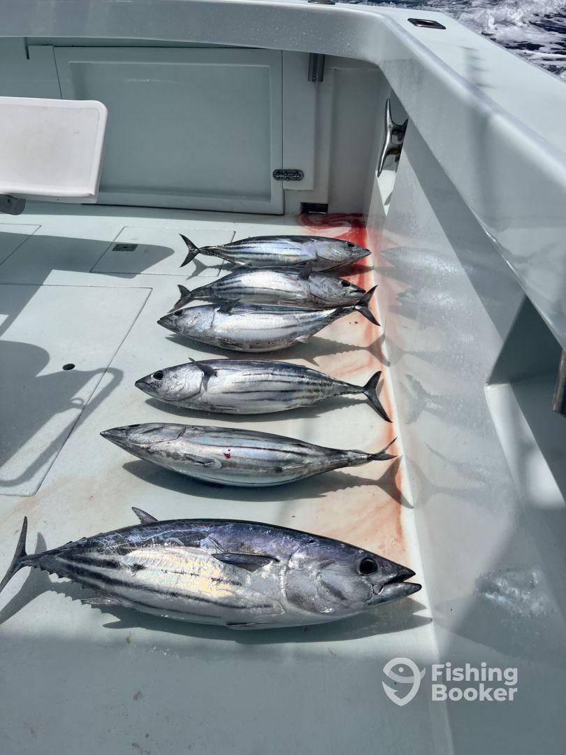 Skipjack tuna’s